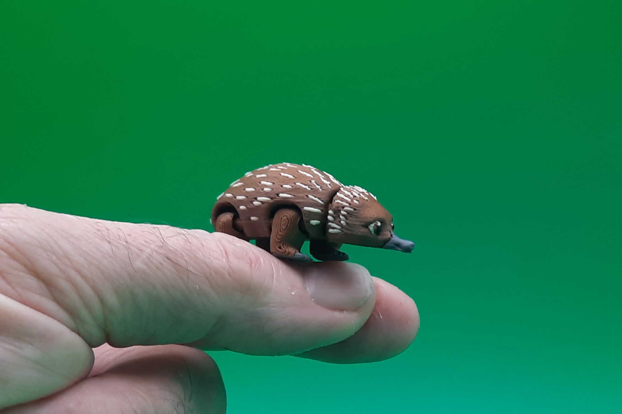 Echidna - Teeny Weeny by Squiz Creations - Image 6